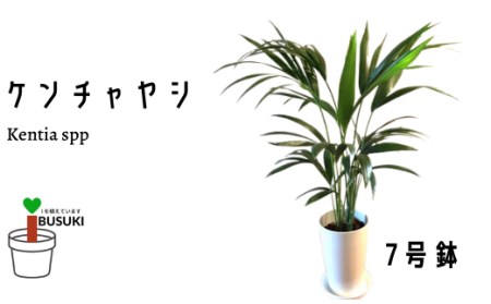【観葉植物】ケンチャヤシ7号(前園植物園/A-090) [A-090]