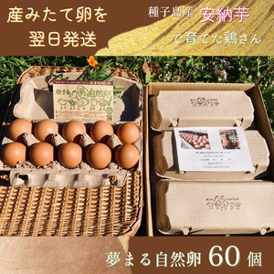 種子島 平飼い 産み立て たまご 夢まるガーデン 鶏卵 ×60個　NFN369【500pt】