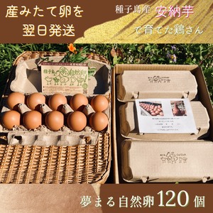 種子島 平飼い 産み立て たまご 夢まるガーデン 鶏卵 ×120個　NFN370【1000pt】