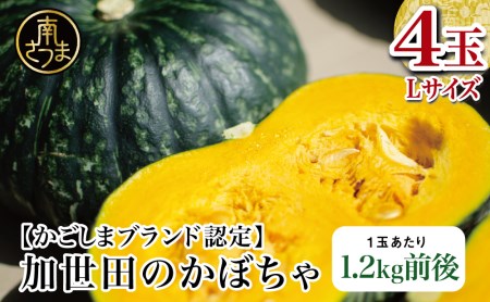 【かごしまブランド】加世田のかぼちゃ 4個 野菜 カボチャ 常温 鹿児島県産 南さつま市