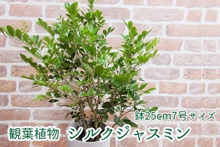 066-04 観葉植物 シルクジャスミン1鉢