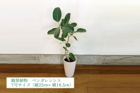 066-15 観葉植物 ベンガレンシス7号サイズ1鉢