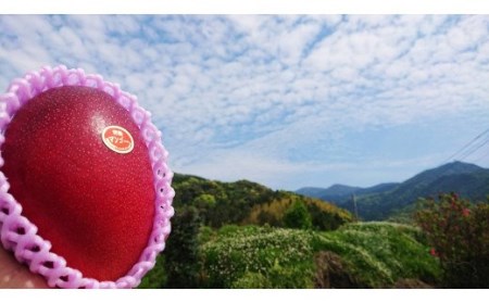 【C15001】肝付町産　完熟マンゴー　プレミアムセット