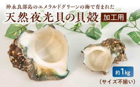 【W061-001u】沖永良部島の天然夜光貝の貝殻（加工用）1キロ　サイズ不揃い