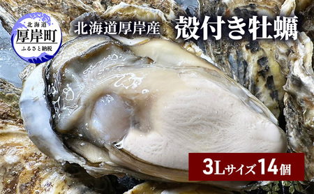 北海道 厚岸産 殻付き 牡蠣 3Lサイズ 14個