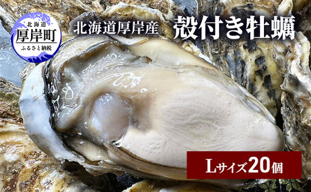 北海道 厚岸産 殻付き 牡蠣 Lサイズ 20個
