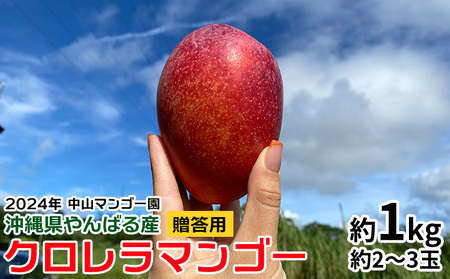 2024年【中山マンゴー園】沖縄県やんばる産　クロレラマンゴー贈答用約1kg（2～3玉）