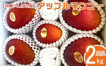 2024年発送【沖縄やんばる産】2kg　良品アップルマンゴー（Ms mango farm）