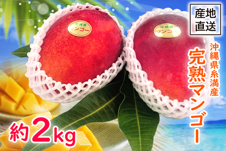 【2024年発送】沖縄県糸満産　完熟マンゴー約2kg