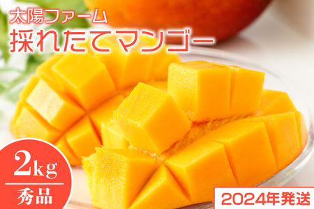【2024年発送】太陽ファームの採れたてマンゴー2kg（秀品）