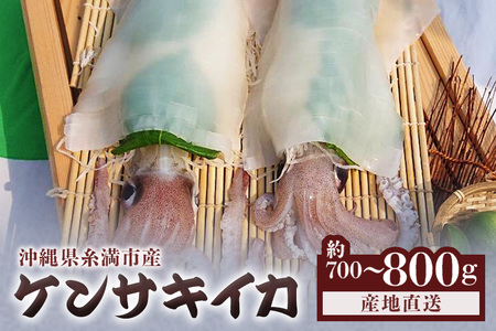 沖縄の漁師まちからお届け！糸満産 ケンサキイカ