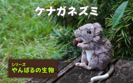 ケナガネズミ【日本固有種／ぬいぐるみ】～やんばるの生き物シリーズ～