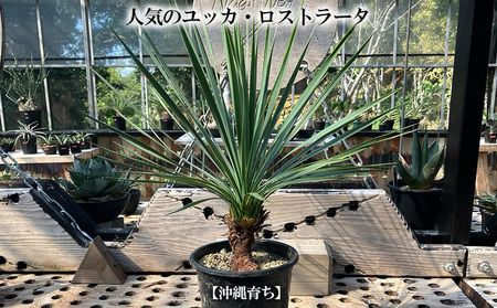 【沖縄育ちの観葉植物】人気のユッカ・ロストラータ 5寸鉢