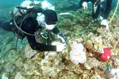 【SeaSeed】養殖サンゴ42株の移植放流