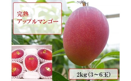 2024年 先行予約 アップルマンゴー 約2kg 3～6玉 完熟 マンゴー ますみ農園 果物 フルーツ