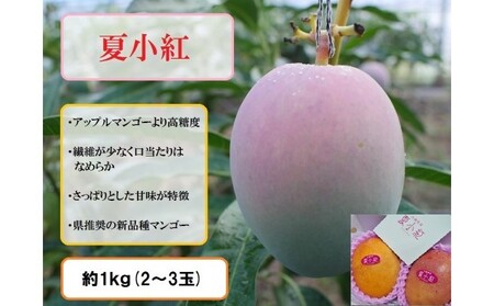2024年 先行予約 マンゴー 夏小紅 約1kg 2～3玉 ますみ農園 甘味 スッキリ 果物 フルーツ