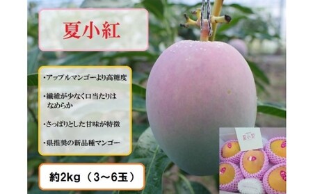 2024年 先行予約 マンゴー 夏小紅 約2kg 3～6玉 ますみ農園 甘味 スッキリ 果物 フルーツ