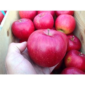 りんご 「シナノスイート」家庭用  5kg (約14～20個) _A16【配送不可地域：離島】【1073681】