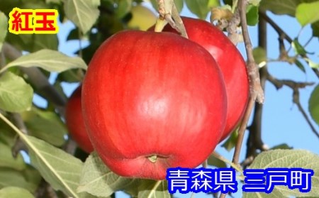 りんご【紅玉】20～28玉（約4.5kg）【2024年産・先行予約】