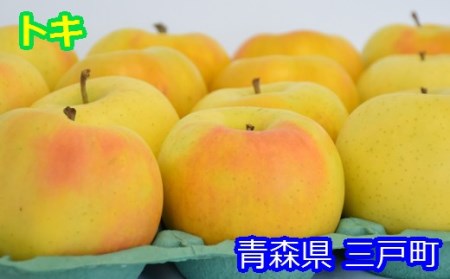 りんご【トキ】14～18玉（約5kg）【2024年産・先行予約】
