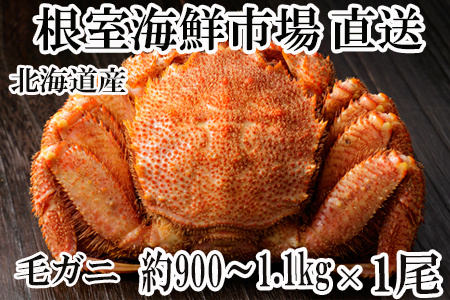 根室海鮮市場[直送]ボイル毛がに約900g～1.1kg×1尾 C-28019