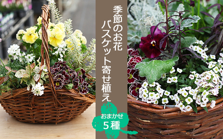 季節のお花 寄せ植え5種 バスケット入り ／ 生花 ギフト お祝い 彩花園