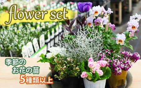 【フラワーセット】季節の花の苗（5個以上） ／ 植物 花 ガーデニング 庭 彩花園