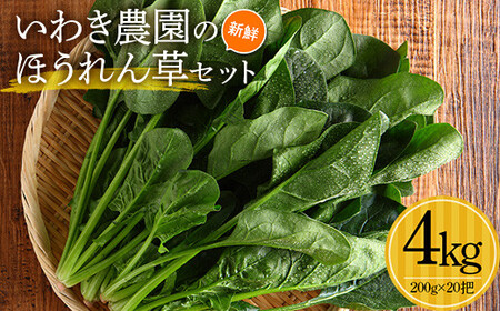 いわき農園の新鮮ほうれん草セット 4kg ホウレンソウ 野菜 【配送日指定不可】YD-461