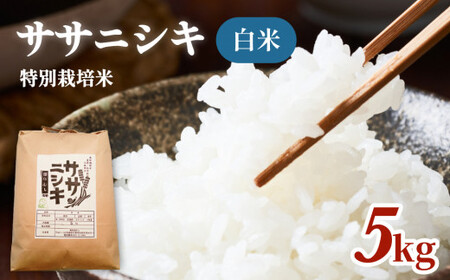 令和5年産 特別栽培米 ササニシキ 白米 5kg
