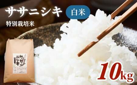 令和5年産 特別栽培米 ササニシキ 白米 10kg