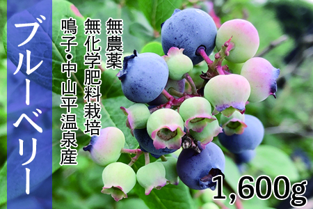 (03740)無農薬無化学肥料栽培 鳴子・中山平温泉産ブルーベリー1600g