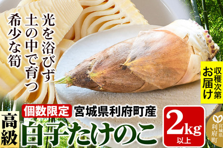 宮城県利府町産 採れたて 高級白子たけのこ 皮付き2kg以上（2～6本）筍 タケノコ 野菜 国産 新鮮 旬