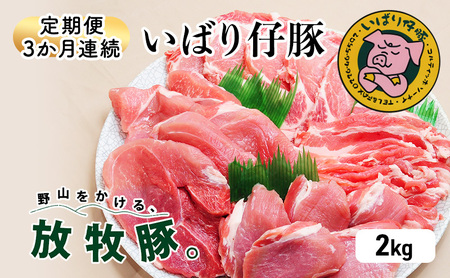 【定期便 3か月連続】シェフもおすすめ「日本で一番おいしい豚肉！」★いばり仔豚★4種の部位＜ロース・バラ・もも・カタスライス各500g＞詰め合わせ♪フレッシュ豚肉2kgコース