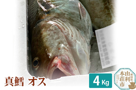 真鱈 【オス】 4kg 天然 漁師直送 (配送期間 10月〜1月末予定、期間外は次期予約扱い) マダラ タラ 高級魚 たら まだら 魚