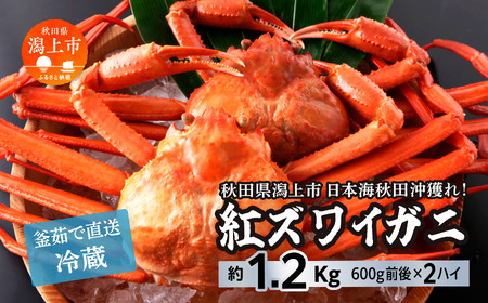日本海沖産 紅ズワイガニ600g前後×2匹 約1.2kg/冷蔵【安田水産】