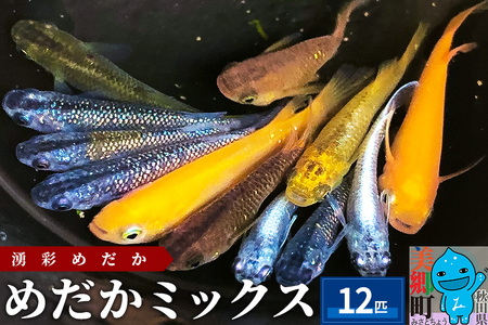 めだか ミックス 12匹 メダカ 生体 観賞用 魚 ペット 観賞魚