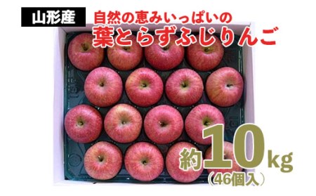 自然の恵みいっぱいの葉とらずふじりんご 約10kg(46個) FZ20-566