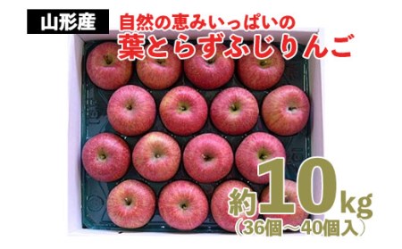 自然の恵みいっぱいの葉とらずふじりんご 約10kg(36個～40個) FZ22-029