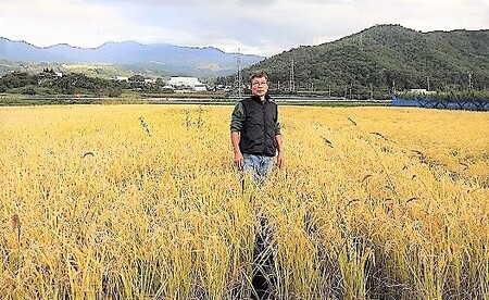 令和５年産　自然栽培１３年目のササニシキ　玄米、分づき米　５ｋｇ　0098-2302