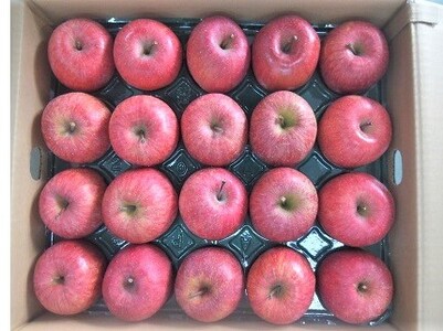 りんご（サンふじ）１０ｋｇ　４０～４６玉　ご家庭用　0056-2429