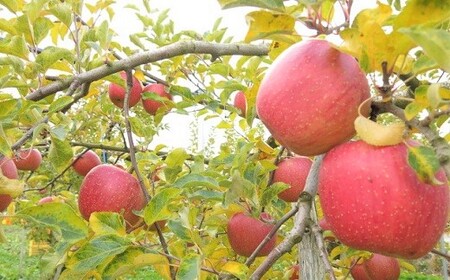 りんご（あいかの香り）５ｋｇ　ご家庭用　0075-2412