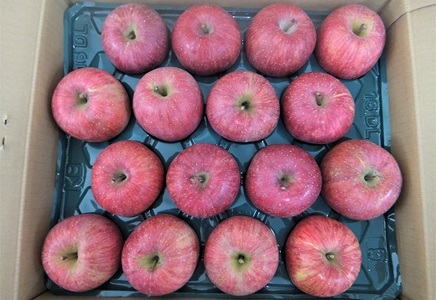 りんご（サンふじ）５ｋｇ　１４～１８玉　特秀品　0056-2428