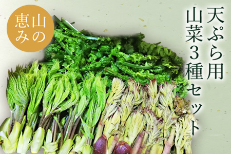 【2024年4月～5月発送分先行受付】天ぷらでおいしい！山形の山菜3種約650g（たらの芽100g、こしあぶら50g、こごみ500g）_H048(R6)