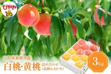 白桃＆黄桃 詰め合わせ (品種おまかせ) 3kg (7～12玉) 東根農産センター提供