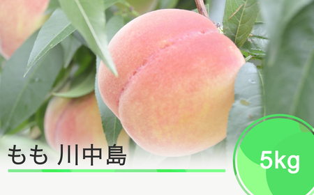 もも 桃 川中島 約5kg 2024年産 令和6年産 果物 フルーツ 果樹 ja-moknx5 ※沖縄・離島への配送不可