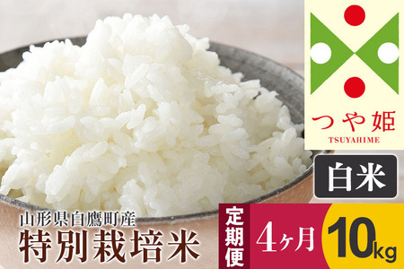 《定期便4ヶ月》【白米】つや姫 10kg×4回（特別栽培米）令和5年産 山形県産 しらたかのお米