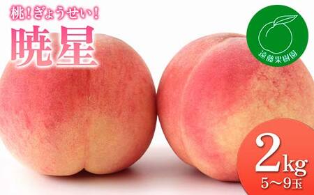 福島の桃 桃！ぎょうせい！「暁星」2kg（5～9玉）先行予約 フルーツ 果物 もも モモ momo F20C-832