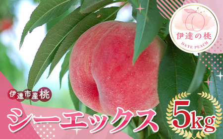 福島の桃 シーエックス ５kg （10～18玉） 伊達市産桃 先行予約 フルーツ 果物 もも モモ momo F20C-840