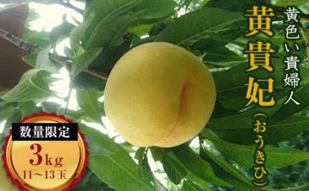 福島の桃 伊達市産 桃 黄貴妃 約3kg（11～13玉）先行予約 フルーツ 果物 もも モモ momo F20C-158