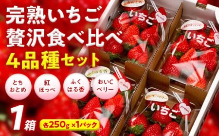 完熟 いちご 贅沢食べ比べ 4品種セット（1箱） とちおとめ ふくはる香 紅ほっぺ  おいCベリー イチゴ 苺 いちご F20C-533